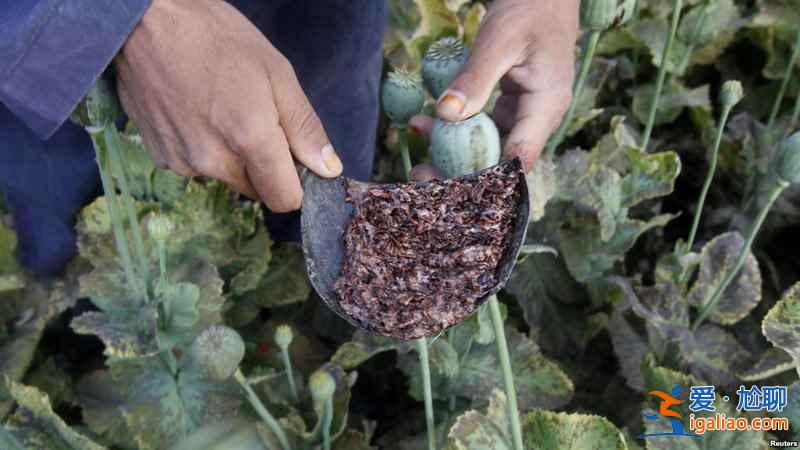 走進阿富汗：全球最大的毒品生產基地？