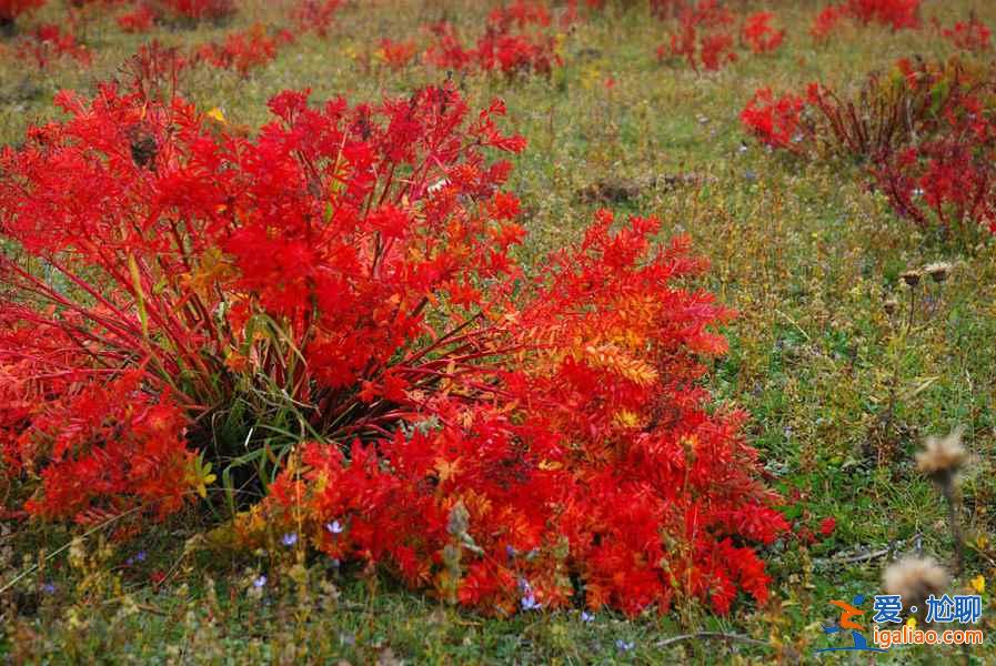 依拉草原的秋天，狼毒花開(kāi)紅艷艷??？