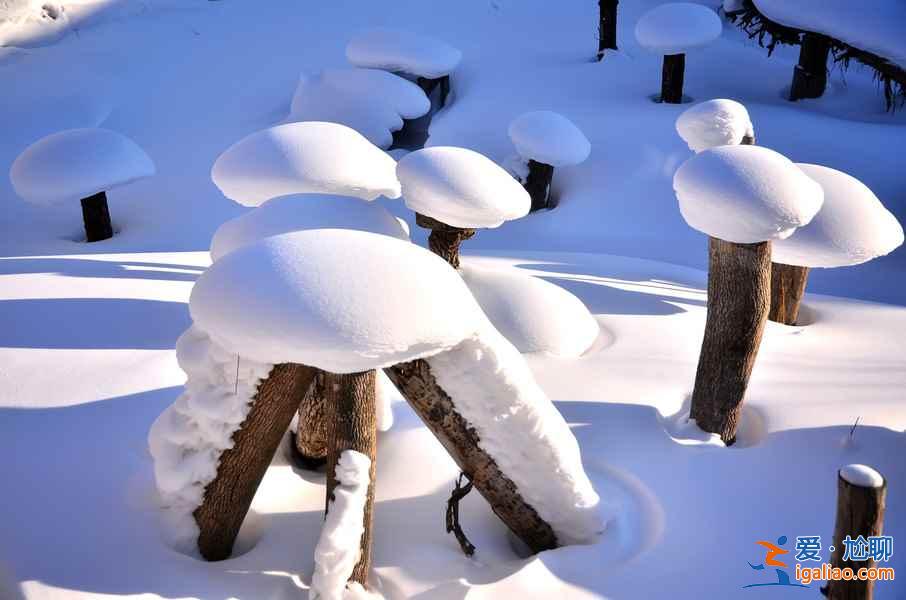 【哈爾濱到雪鄉(xiāng)】哈爾濱怎么去雪鄉(xiāng)，哈爾濱到雪鄉(xiāng)怎么坐車(chē)？