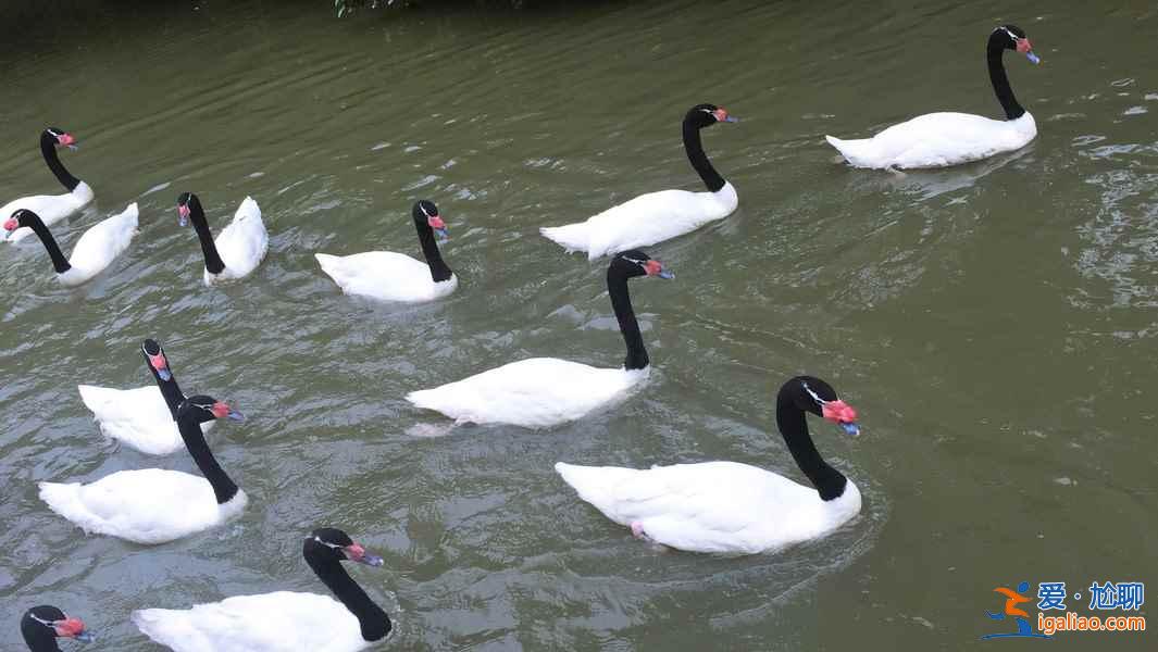 長隆飛鳥樂園好玩嗎，長隆飛鳥樂園值得去嗎，長隆飛鳥樂園游玩攻略？