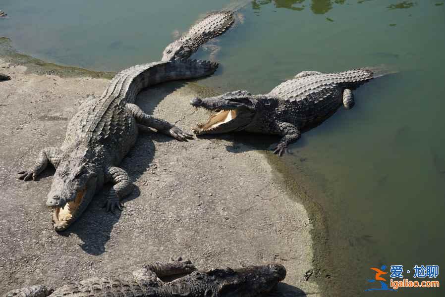 長隆飛鳥樂園好玩嗎，長隆飛鳥樂園值得去嗎，長隆飛鳥樂園游玩攻略？