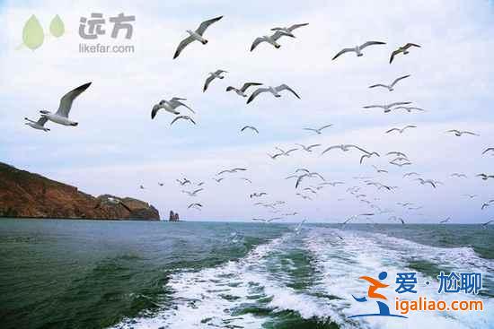 【山東長島自助游】到長島與萬只海鷗成為朋友？