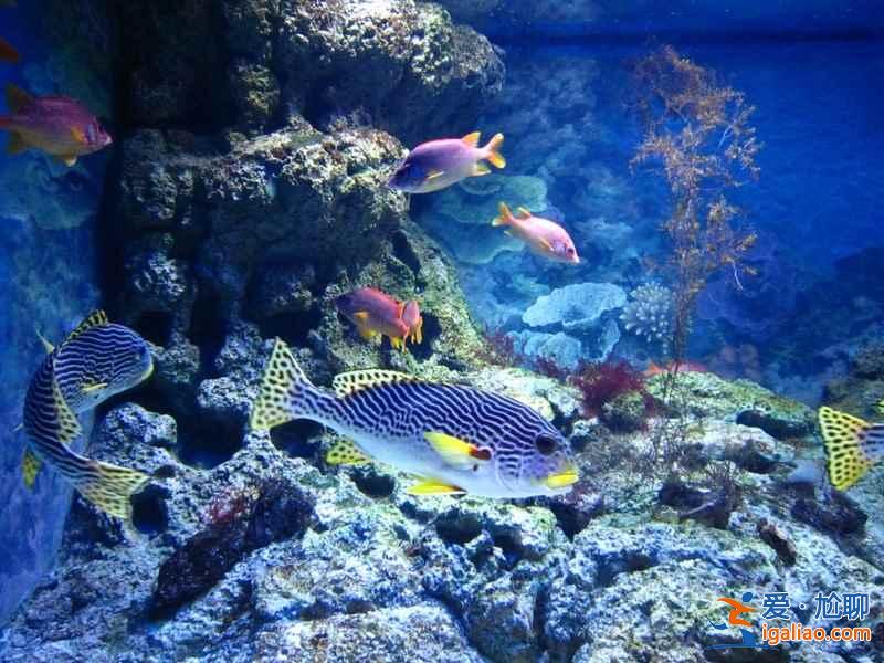 【上海海洋水族館門(mén)票】上海海洋水族館門(mén)票多少錢(qián)，上海海洋水族館門(mén)票價(jià)格？