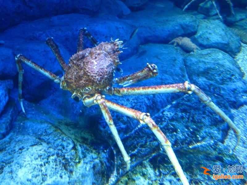 【上海海洋水族館門(mén)票】上海海洋水族館門(mén)票多少錢(qián)，上海海洋水族館門(mén)票價(jià)格？