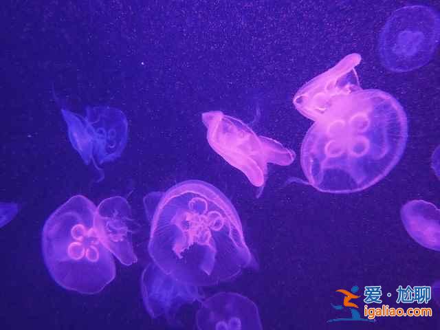 【上海海洋水族館門(mén)票】上海海洋水族館門(mén)票多少錢(qián)，上海海洋水族館門(mén)票價(jià)格？