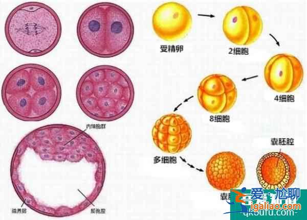 客觀看待中美試管嬰兒差異，四點(diǎn)優(yōu)劣勢分析？
