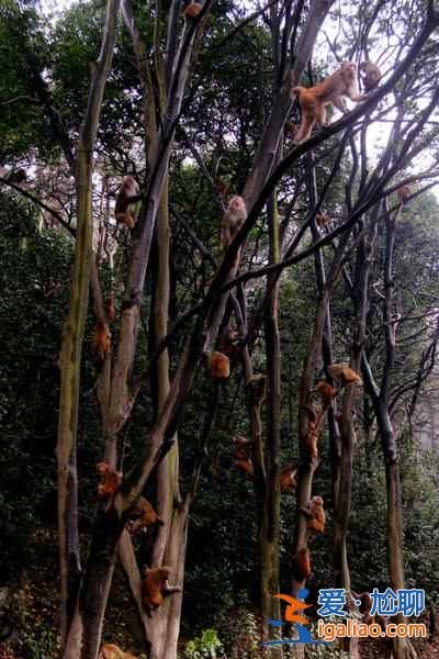 河南花500萬為獼猴在水庫兩岸建橋，將于10月竣工？