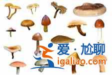 蘑菇湯？