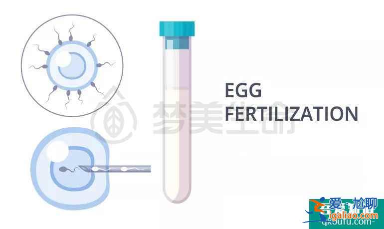 一份完整的試管嬰兒攻略？