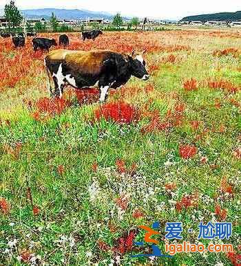 選對出游地  晚立秋也能“涼颼颼”？