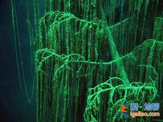 【卡因德湖美景】揭秘卡因德湖底森林奇觀？
