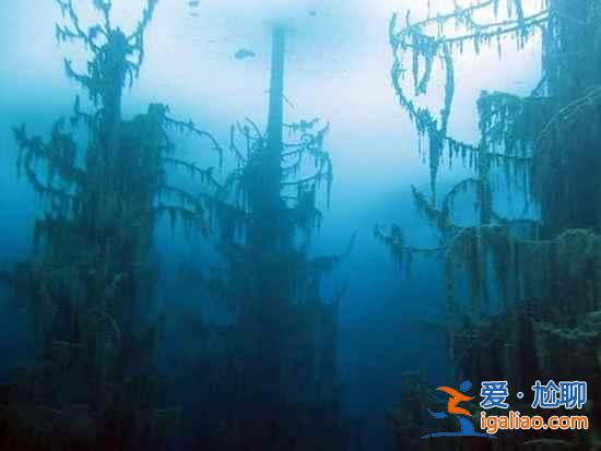 【卡因德湖美景】揭秘卡因德湖底森林奇觀？