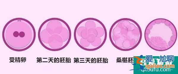 想生雙胞胎可惜沒有遺傳基因，試管嬰兒填充孕氣？