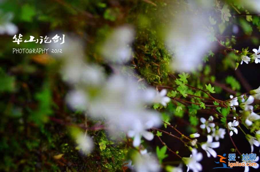 【西安華山旅游攻略】華山門票多少錢？