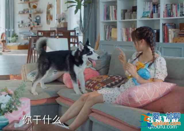 仲夏滿天心：洛天然牽哈士奇，誰注意狗狗蹲的位置，忘了有鏡頭？