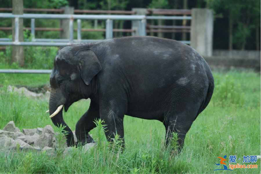 【門票】上海野生動物園門票多少錢，上海野生動物園門票+地址+交通指南？