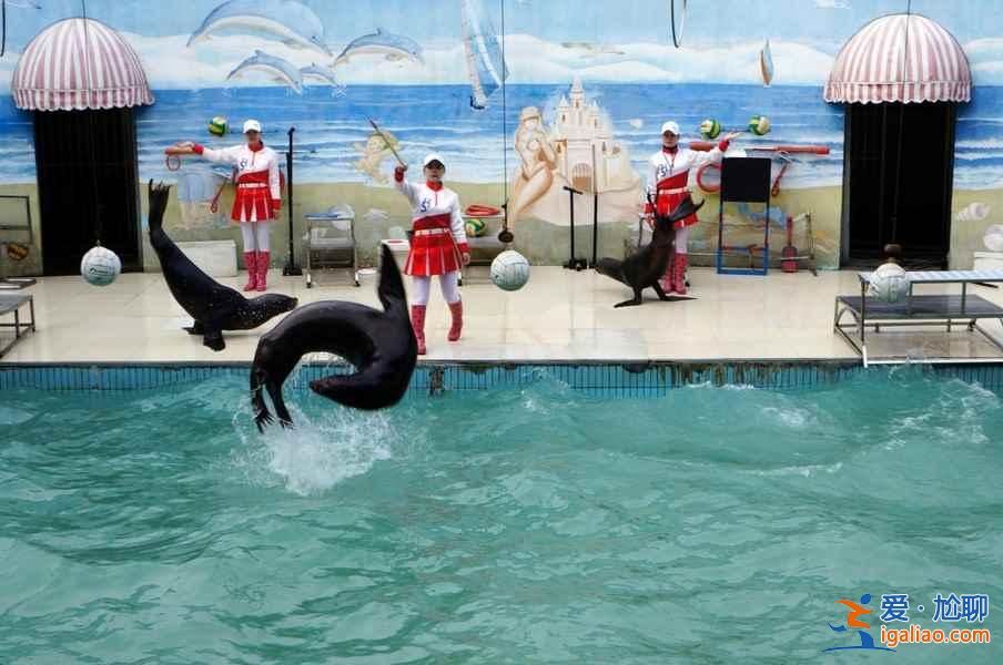 【門票】上海野生動物園門票多少錢，上海野生動物園門票+地址+交通指南？