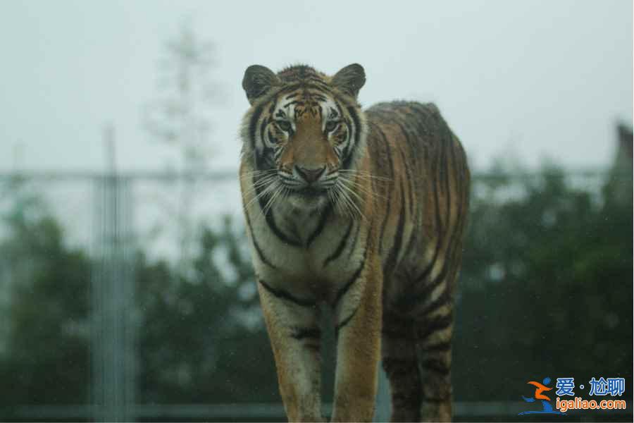 【門票】上海野生動物園門票多少錢，上海野生動物園門票+地址+交通指南？