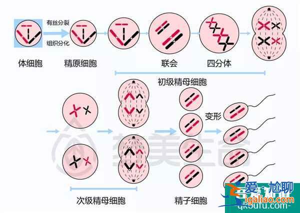 陳小春52歲官宣獲二胎 試管專家送上生育“秘籍”？