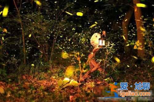 【中國哪里有螢火蟲】國內(nèi)觀賞螢火蟲的那些地兒？