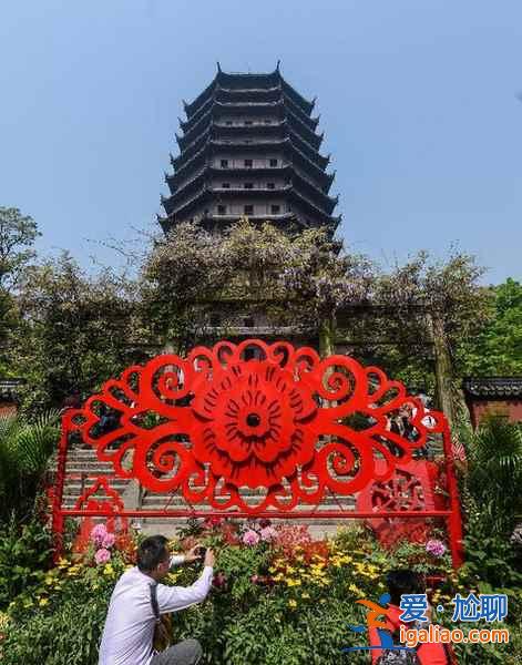 【六和塔重新開放】牡丹盛開喜迎客？