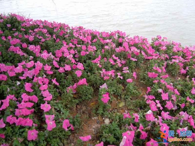 東莞植物園門(mén)票，東莞植物園好玩嗎？