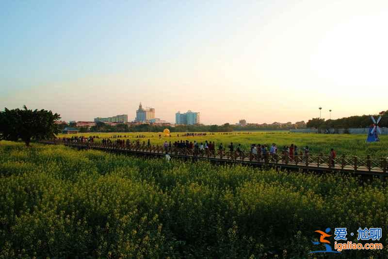 廣東最大的油菜花海盛放，美景延續(xù)到春節(jié)后？