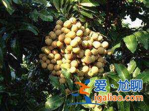 去廈門買什么，去廈門買什么好，廈門特產(chǎn)有哪些？