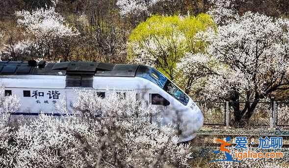 春日列車變雪國列車，你覺得哪個(gè)季節(jié)更美？？