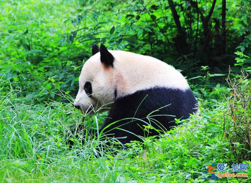 初來成都，這十件事不可不體驗(yàn)？