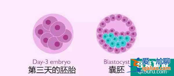 詳解試管嬰兒備受國(guó)人推崇的具體原因？