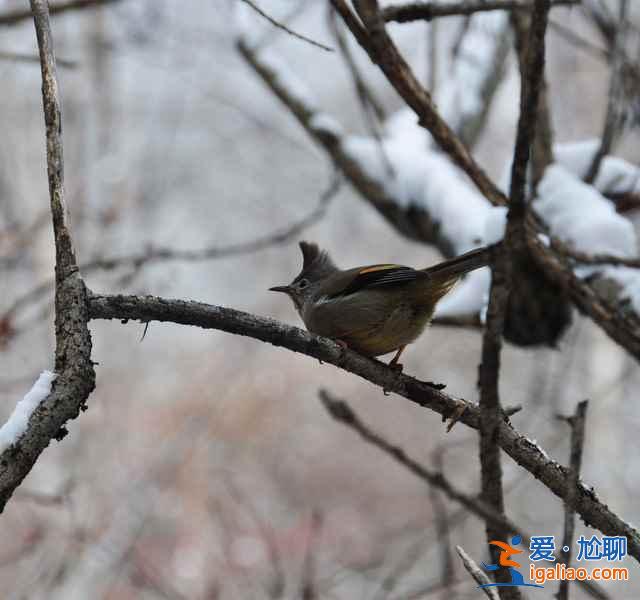 九寨溝雪景什么時間去,九寨溝什么時候下雪？