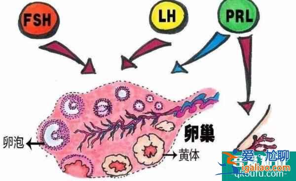 試管嬰兒答疑會：詳解檢測激素六項(xiàng)的重要意義？