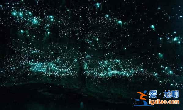 新西蘭有個螢火蟲洞，仿佛置身浩瀚星空？