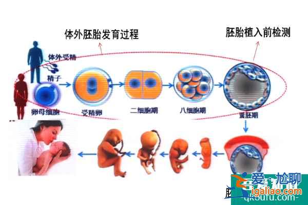 大齡赴美做試管嬰兒如何提高好孕率？？