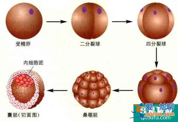 卵子質(zhì)量對于試管嬰兒的意義有哪些？？