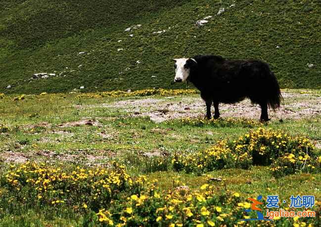 青海玉樹(shù)：一方明媚、質(zhì)樸和浴火重生的土地？
