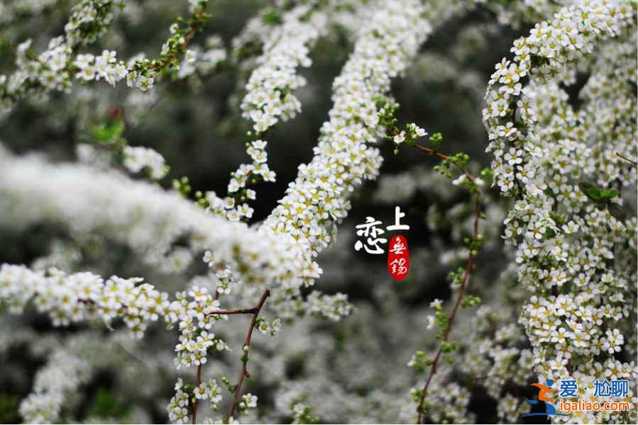 上海賞花好去處，春天去上海賞花地推薦？