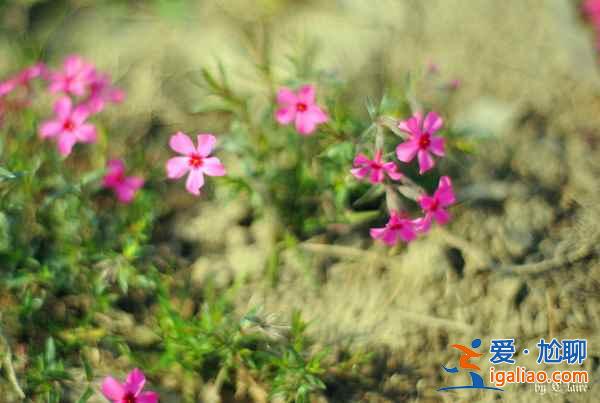上海賞花好去處，春天去上海賞花地推薦？