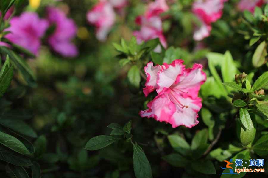 上海賞花好去處，春天去上海賞花地推薦？