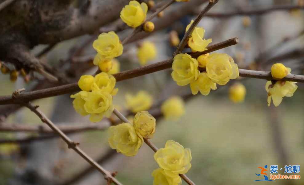 上海賞花好去處，春天去上海賞花地推薦？