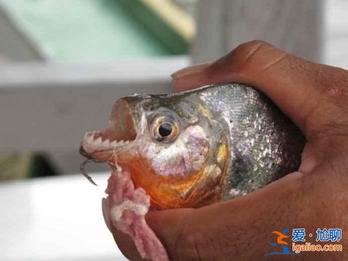垂釣食人魚(yú)，亞馬遜河上的一個(gè)特色旅游項(xiàng)目？