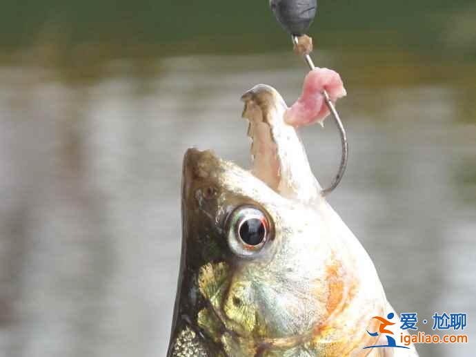 垂釣食人魚(yú)，亞馬遜河上的一個(gè)特色旅游項(xiàng)目？