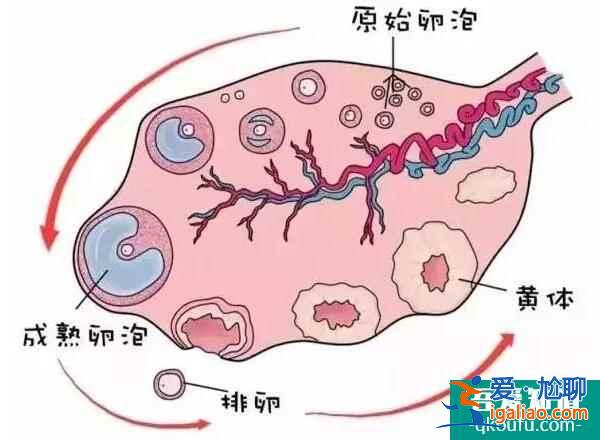 試管嬰兒專家解密：是什么在消耗了您的卵巢壽命？？