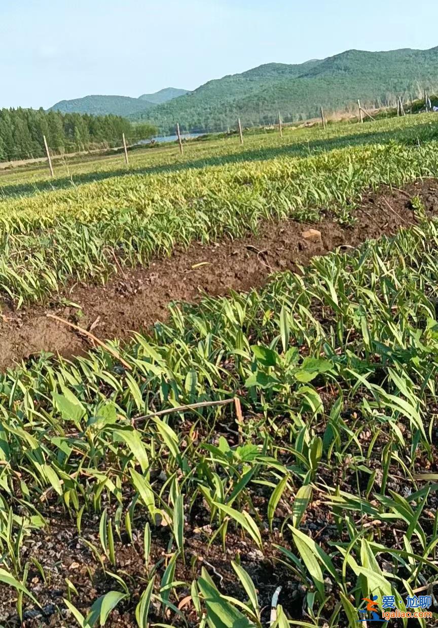 “脆弱”的基層醫(yī)療 將要抵擋“99%”的感染浪潮？