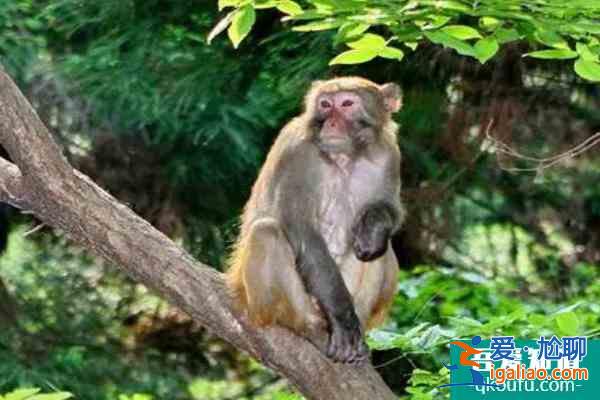 張家界的猴子怎么對(duì)付 張家界猴子在哪個(gè)景區(qū)？
