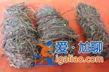 雞骨草湯？