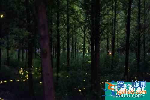 浙個藏在千島湖邊的絕美賞螢地，高鐵直達還很“野”？
