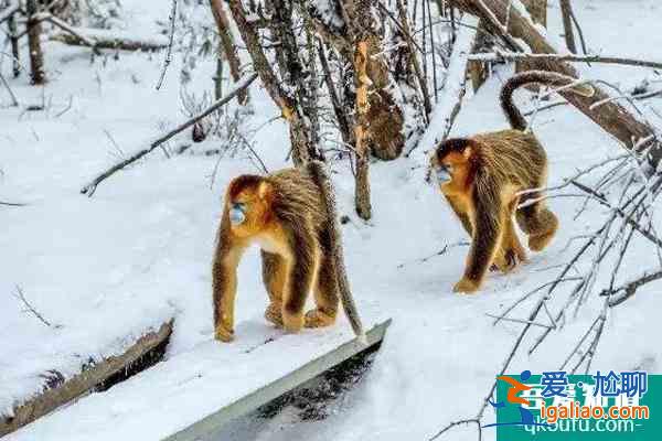 神農(nóng)架冬天有什么好玩的 當(dāng)然不僅僅只有滑雪了？