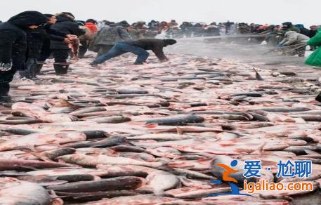 又是一年冬捕季  魚躍人歡豐收年？
